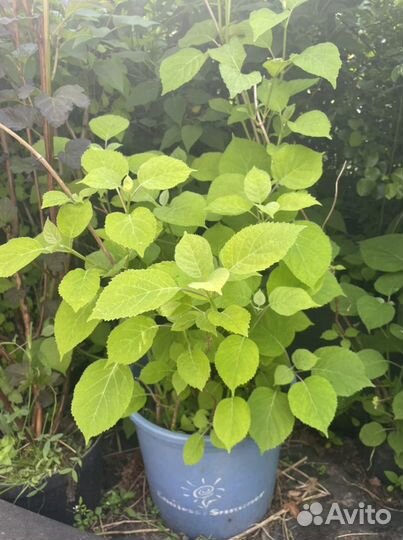 Декоративные кустарники и цветы