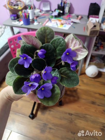 Фиалка в горшке