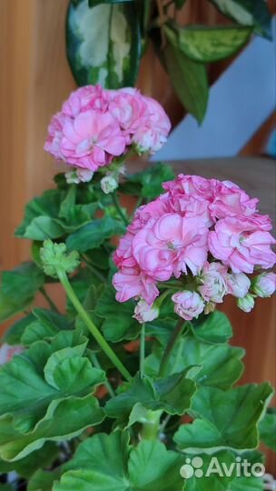 Юг пани Валевски