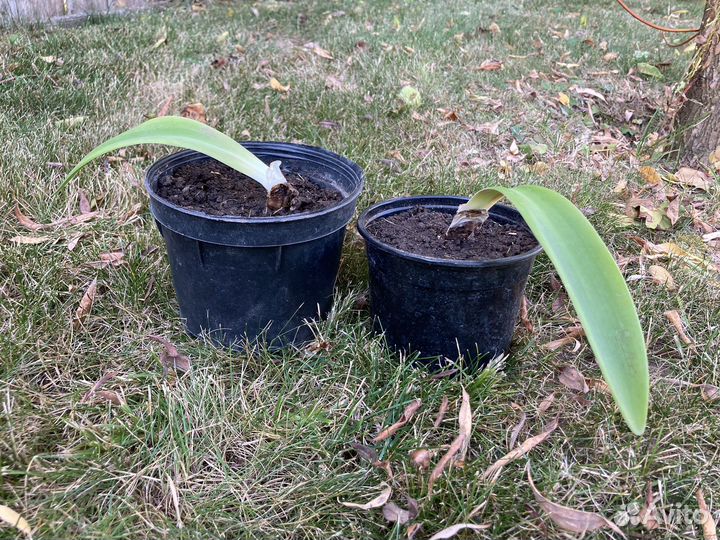 Амариллис красный