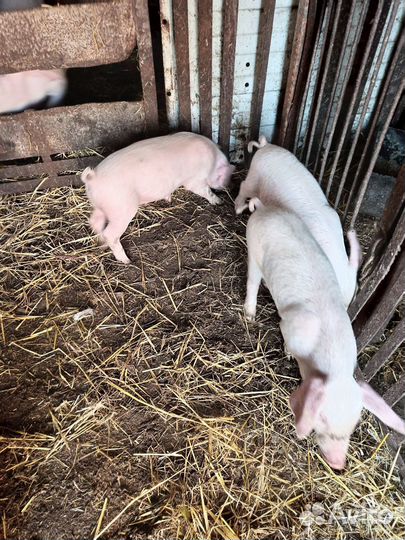Продам поросят