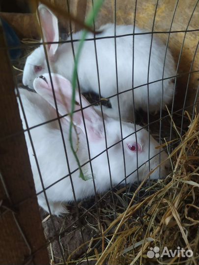 Кролики смесь белый великан и советская шиншилла