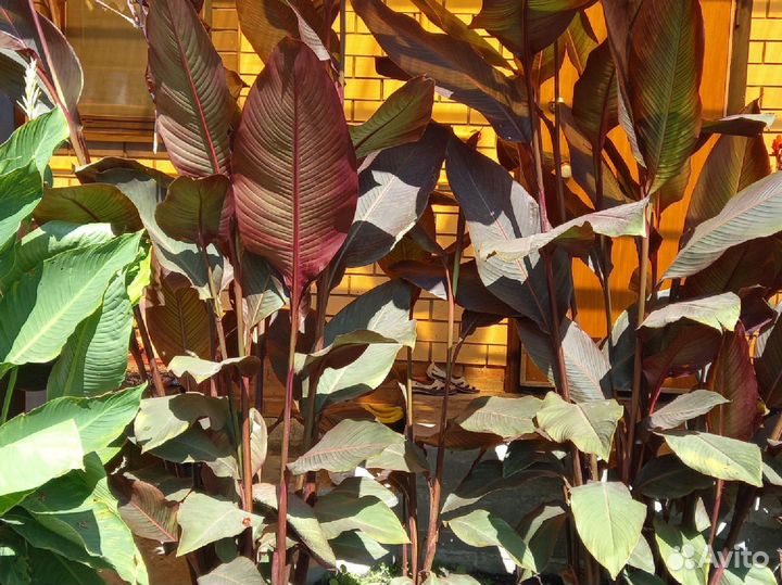 Цветы канны