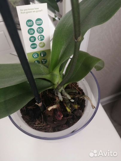 Орхидея Тинкербелл кисс