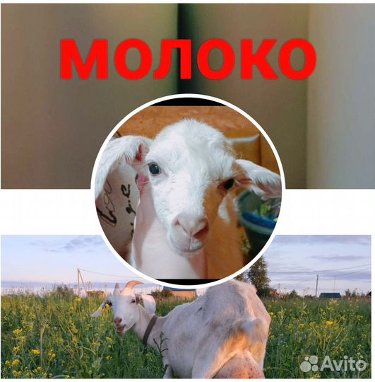 Козье молоко, масло сливочное, творог, запеканка