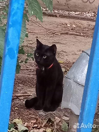 Нашелся кот
