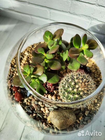 Флорариум, подарок, декор для интерьера