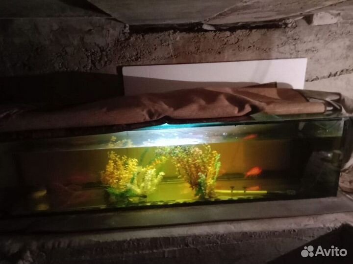 Золотые рыбки для пруда, и аквариум для зимовки