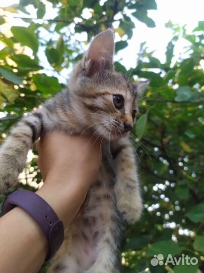 Очаровательная кошечка в хорошие руки