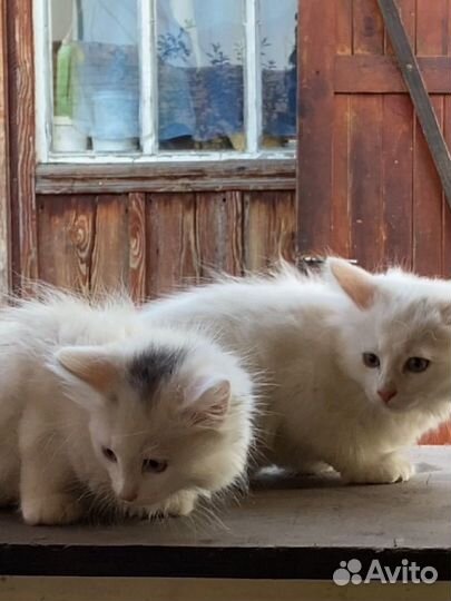 Кошки в добрые руки