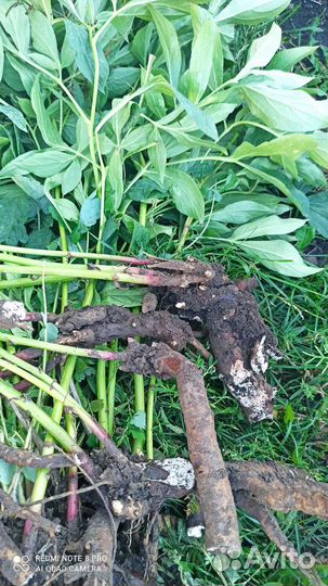 Бордовые и розовые пионы, белая ароматная лилия