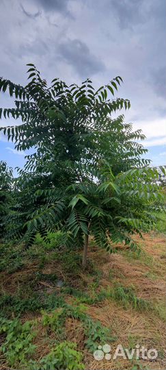 Саженцы-деревья Ленкоранская акация (Альбиция)