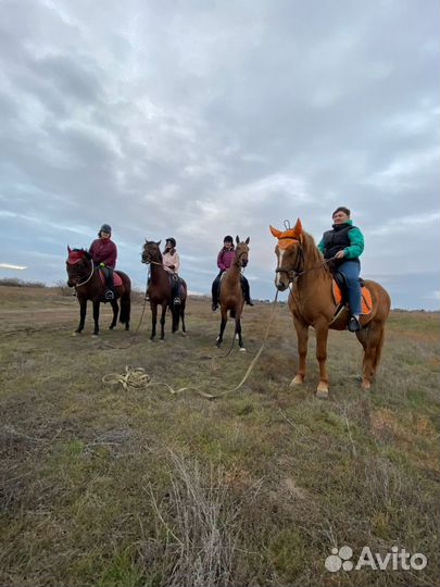 Конные прогулки обучение верховая езда