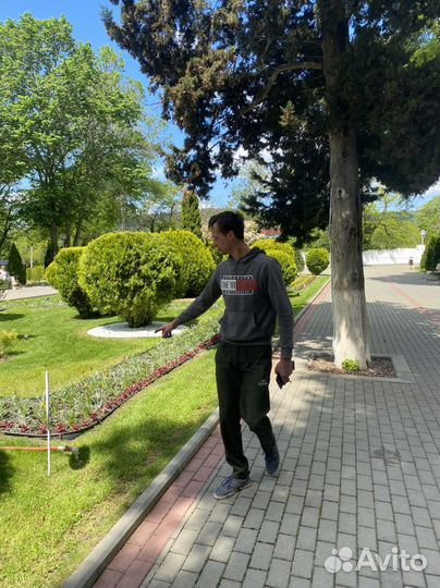 Посадка деревьев