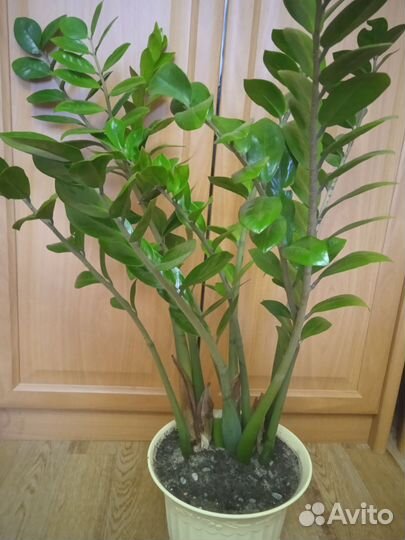 Комнатные растения