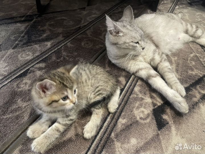 Кошка