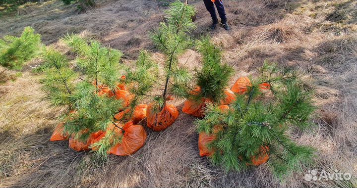Саженцы кедра,крупномеры