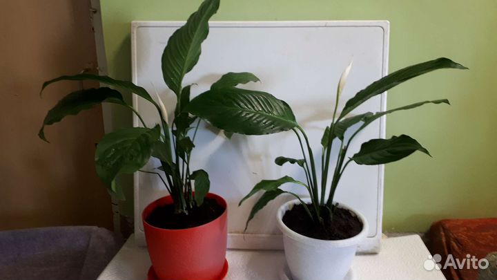 Спатифиллум(женское счастье)