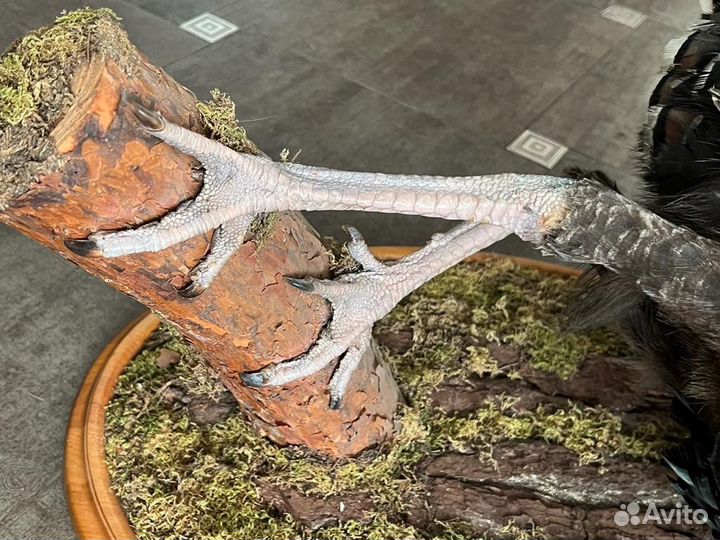 Индюк индейка птица чучело таксидермия