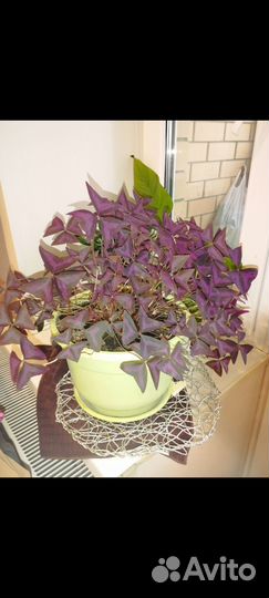 Кислица (бабочка)