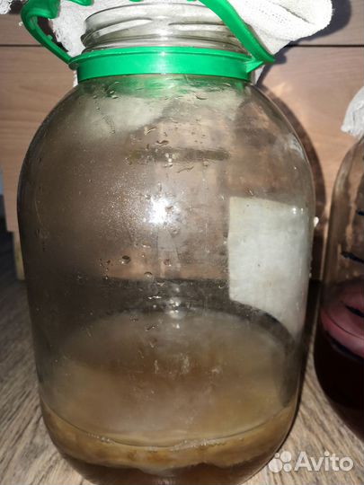 Чайный гриб комбуча