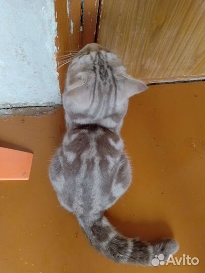 Шотландская кошка