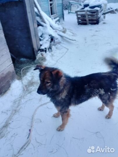 Брошеный Пёсик