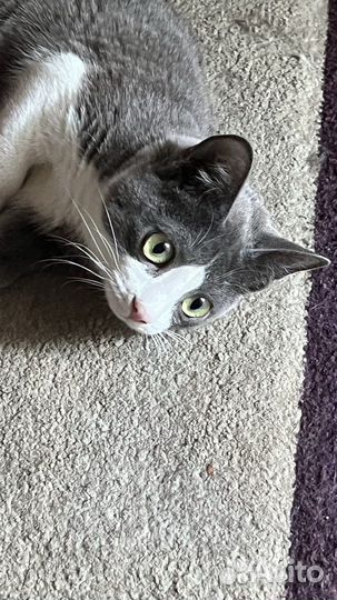 Отдам даром котёнка