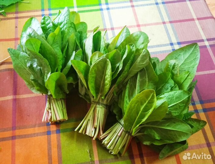 Кабачки,щавель,капуста,варенье из одуванчиков и др