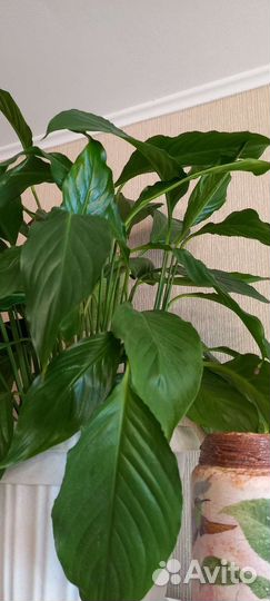 Обмен/продажа растений