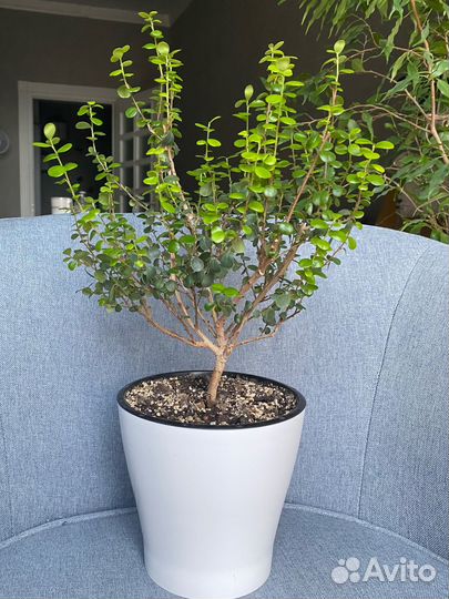 Мирсина африканская