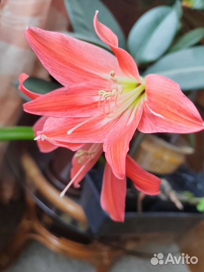 Гиппеаструм