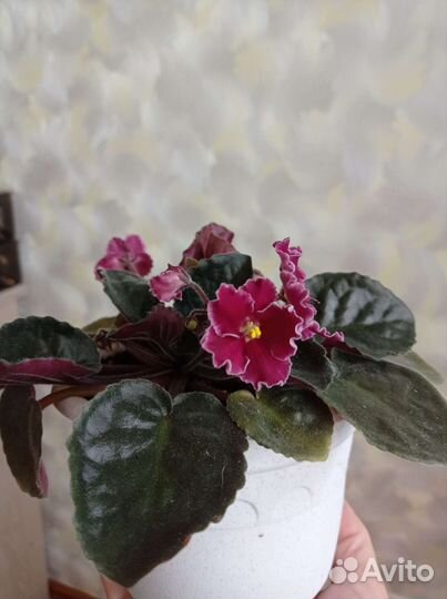 Сенполии(фиалки),молодые кустики