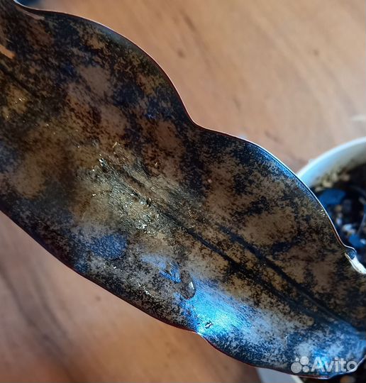 Сансевиерия