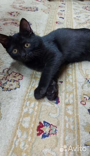 Британский