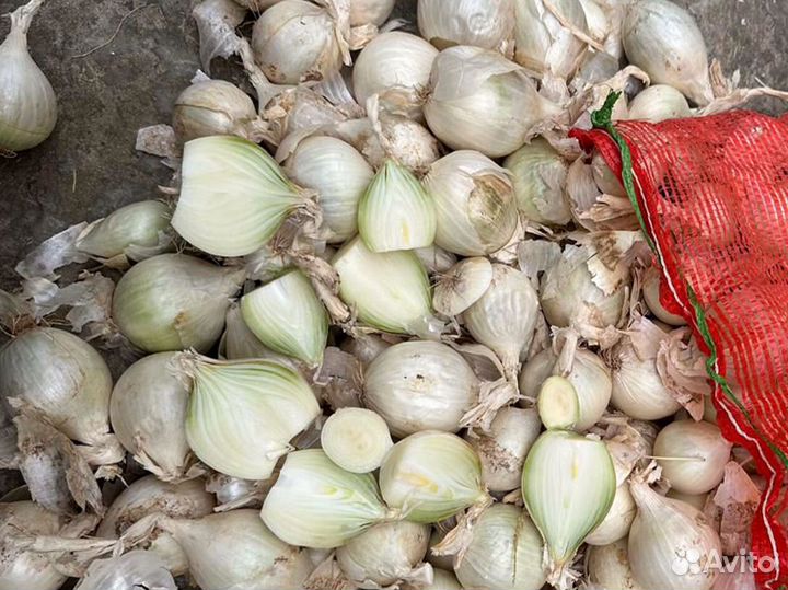 Лук Оптом Стардаст на перо в Ростовской области