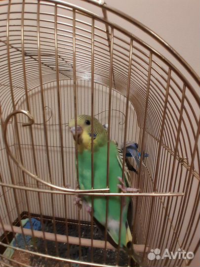 Волнистый попугай, самочки