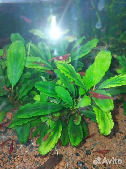 Буцефаландры