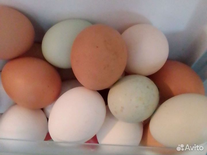 Домашние куриные яйца