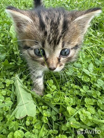 Котята в добрые руки бесплатно 1 месяц