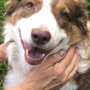 Австралийская овчарка, взрослая собака