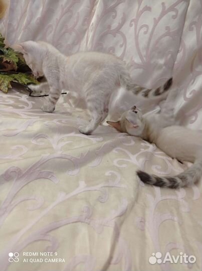 Бенгальские котята линкс