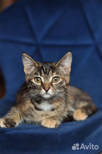 Котята ищут дом