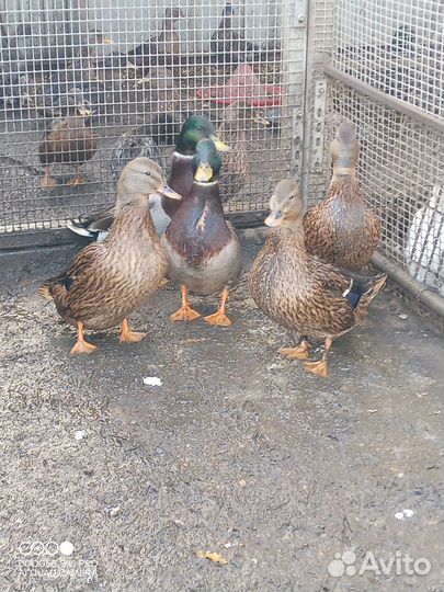 Дикая утка кряква