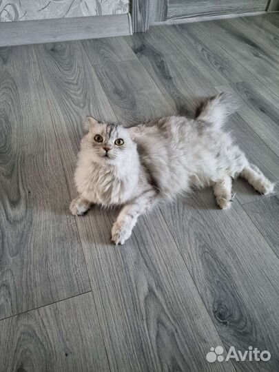 Кошка в добрые руки