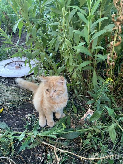Котенок рыжий тигр, мальчик