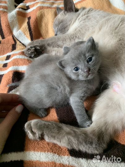 Британская