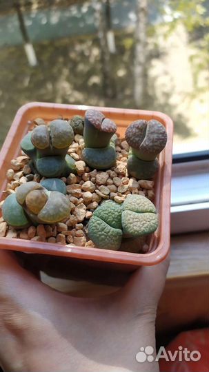 Суккуленты коллекционные