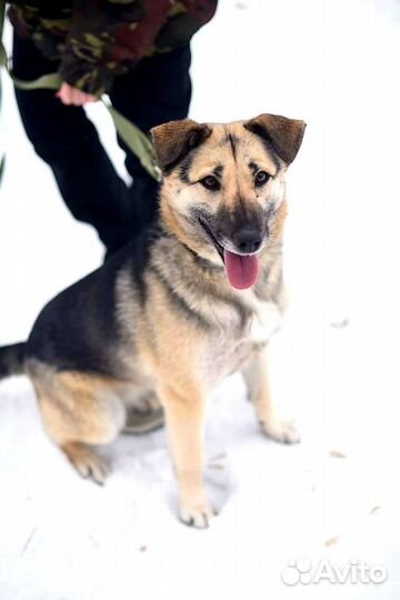 Собака в добрые руки из приюта бесплатно