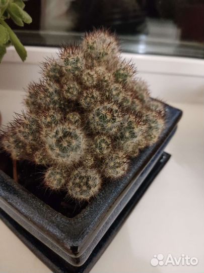 Кактус